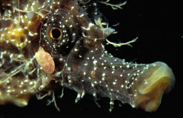 Il Mar Piccolo: un mare vivo… ricco di biodiversità