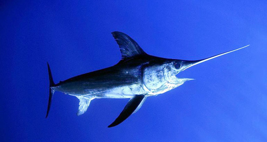 Allarme WWF sul Pescespada al DDT