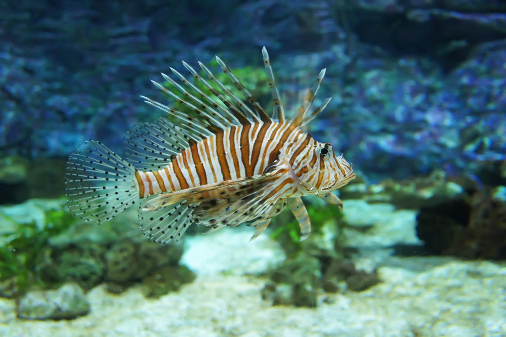 Le specie dei pesci velenosi non sono 200 ma 1200