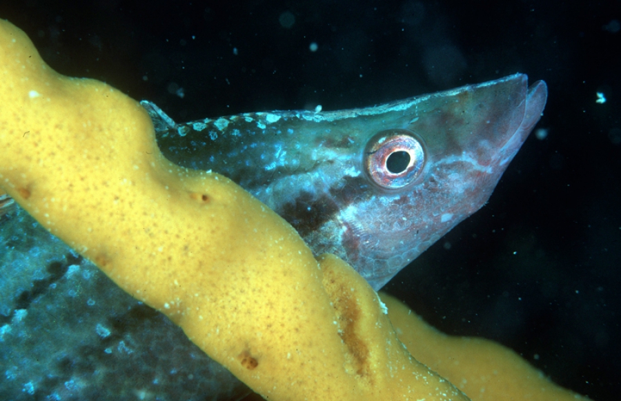 L'ecosistema marino