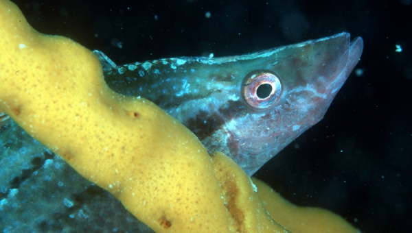 L'ecosistema marino