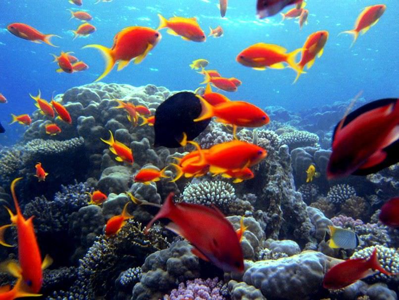 Individuazione e Monitoraggio di Specie Alloctone nei Mari di Taranto