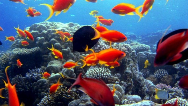 Individuazione e Monitoraggio di Specie Alloctone nei Mari di Taranto