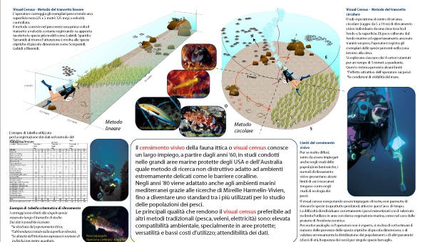 Visual Census - Metodologie di Indagine Ambientale Subacquea