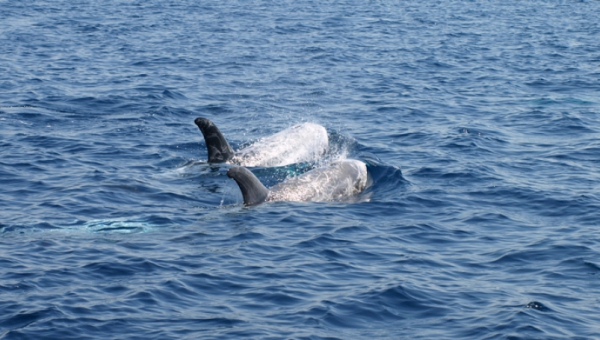 Voci sotto la superficie del mare
