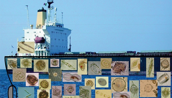 Specie aliene nei nostri mari. Vengono in pace?