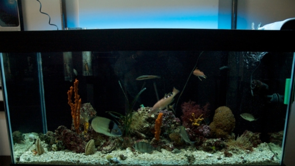 Come allestire un acquario