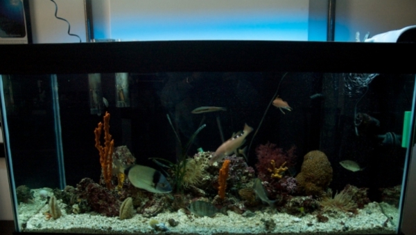 Come allestire un acquario