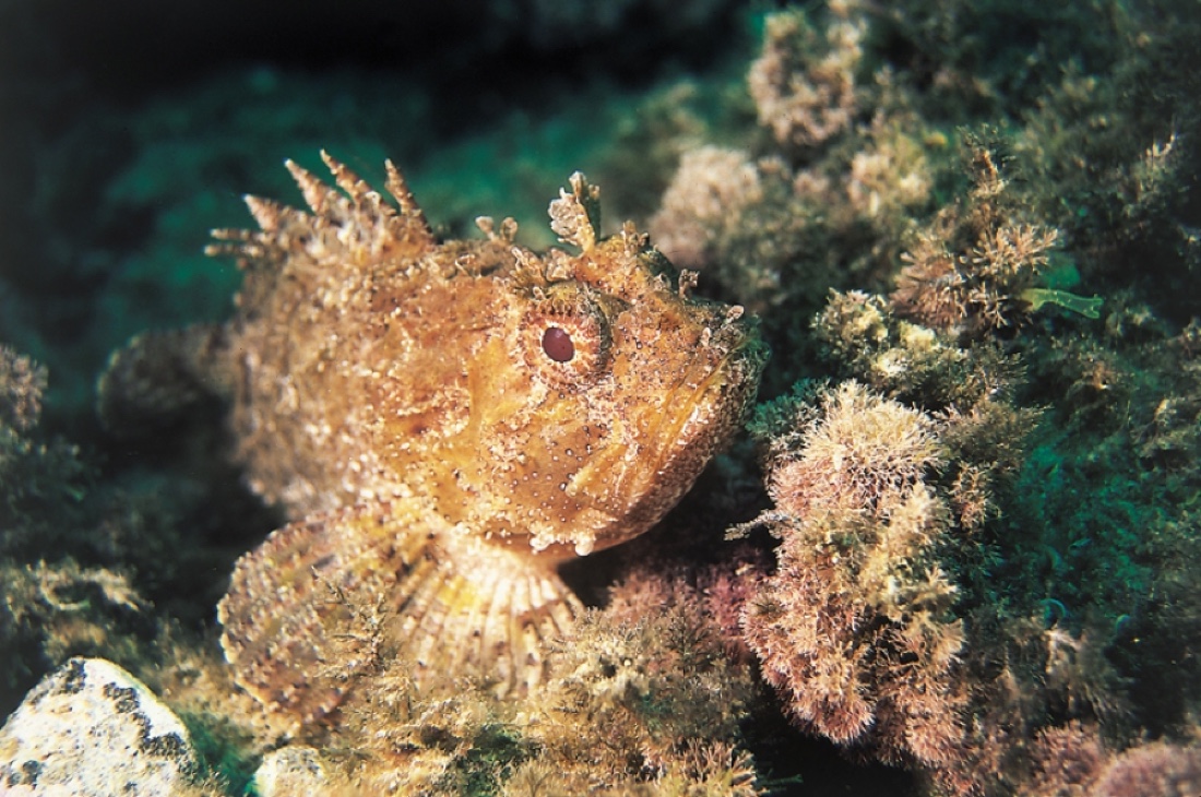 La difesa del mare per la conservazione dell'ambiente marino