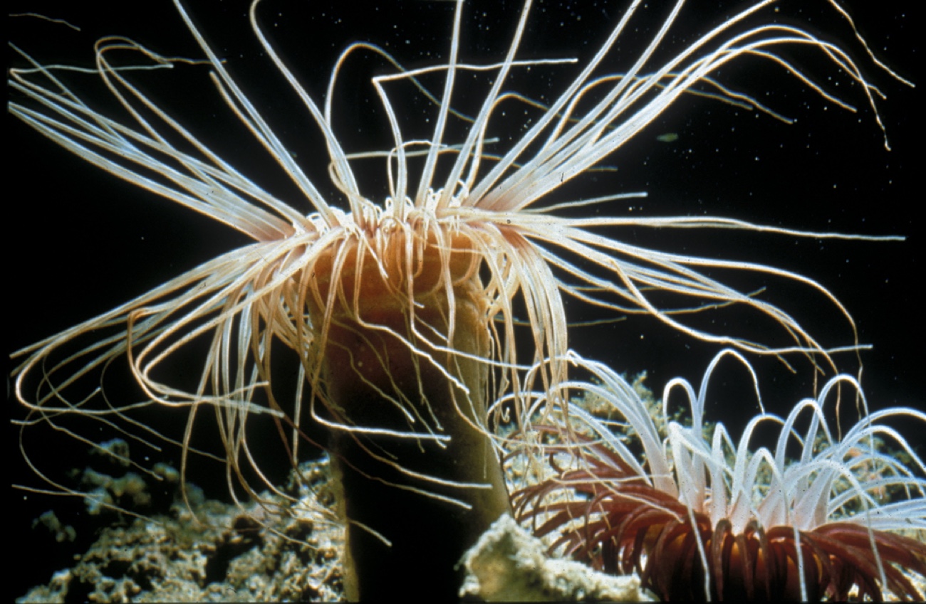 La perdita di biodiversità. Una perdita senza precedenti