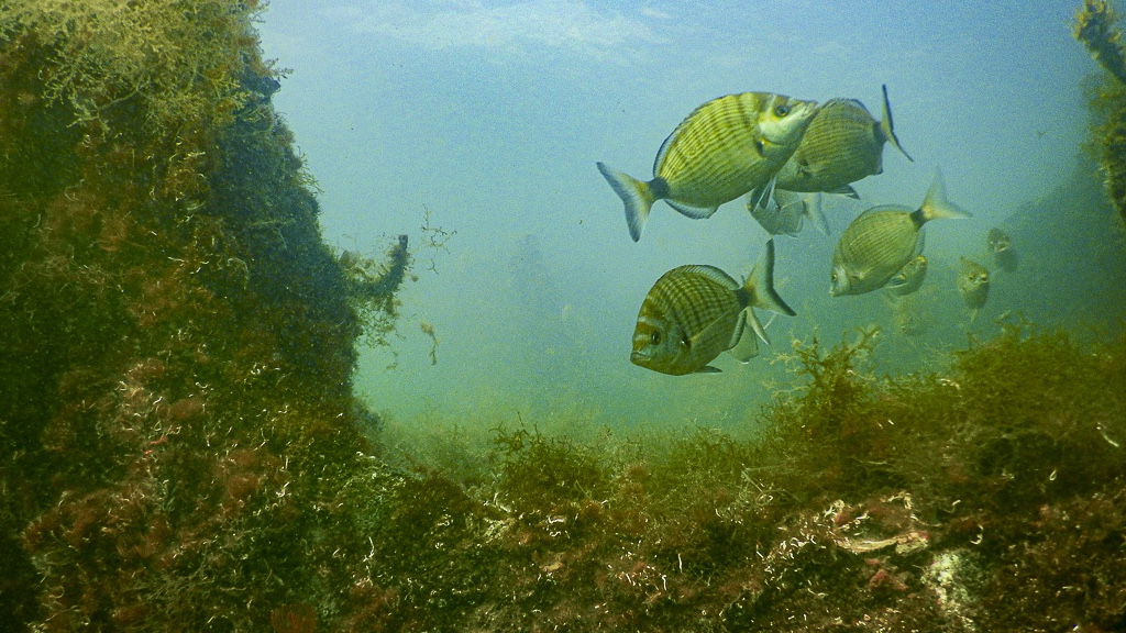 I fondali di Buffoluto