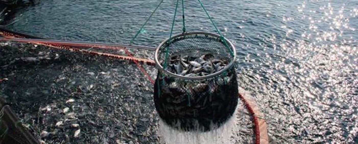 Nuovo Corso di Laurea in “Scienze delle Produzioni e delle Risorse del Mare”