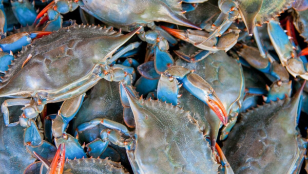 Alieno ma buono. Il granchio blu