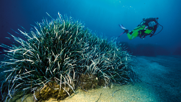Guarda che mare! La posidonia