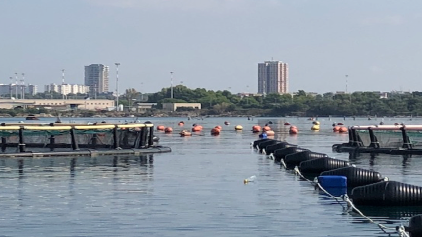 Mangimi sostenibili in Maricoltura