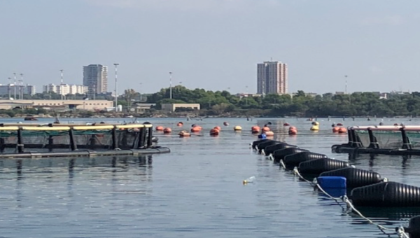 Mangimi sostenibili in Maricoltura